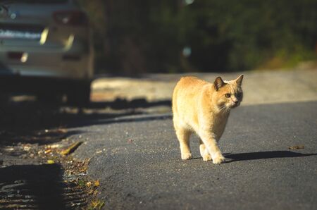 Red cat on a dark background is on the roadの写真素材