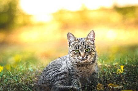 The portrait cat on an autumn background in the streetの写真素材