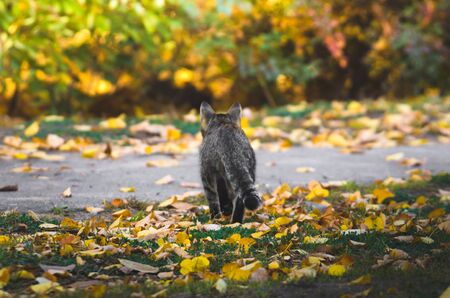 Cat on the street on an autumn dayの写真素材
