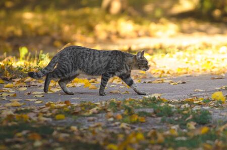 Cat on the street on an autumn dayの写真素材