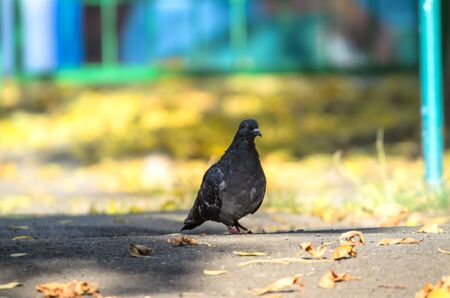 Autumn dove on a bright yellow backgroundの写真素材