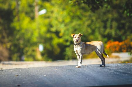Labrador crossbreed dog stands on a road in a villageの写真素材