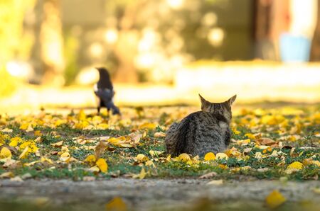 Magpie in bright golden colors of autumnの写真素材