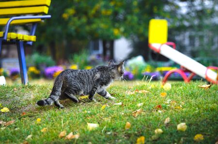 Cat sneaks on the street, autumn leaves on the groundの写真素材