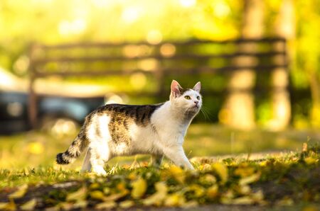 Cat hunts on a golden autumn dayの写真素材