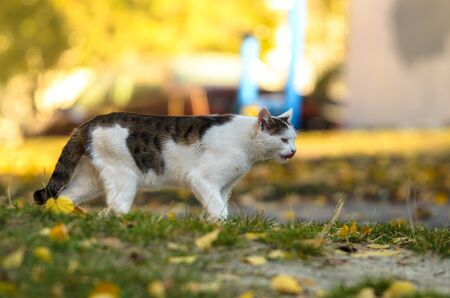 Cat hunts on an autumn dayの写真素材