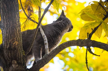 Autumn cat high on a treeの写真素材