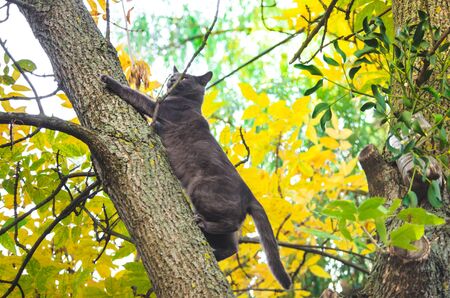 A cat falls from a tree and claws at its trunk.の写真素材