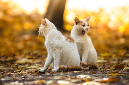 One cat yawns next to another on an autumn background with orange leavesの写真素材