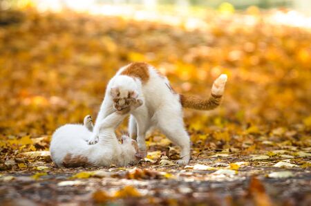 Two cats play in autumn leaves on a bright orange backgroundの写真素材