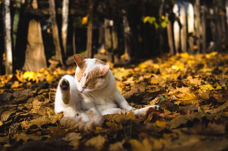The cat washes in a heap of autumn leaves on a background of a wooden fenceの写真素材