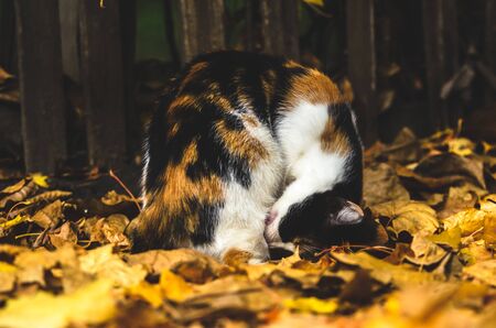Calico cat sits on autumn leaves and itchesの写真素材
