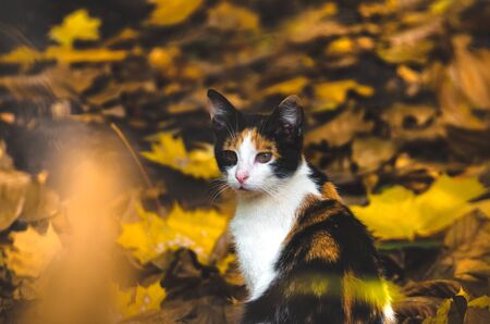 Calico cat merges with autumn leaves vertical photoの写真素材