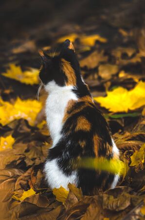 Calico cat merges with autumn leaves vertical photoの写真素材