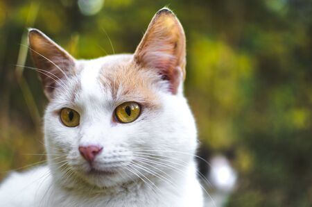 Portrait of a two-tone cat on a green backgroundの写真素材