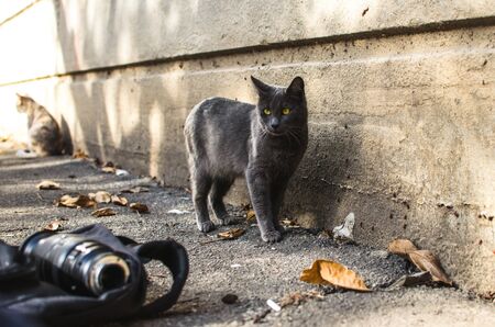 A cat against a concrete wall looks at a backpack with a lensの写真素材