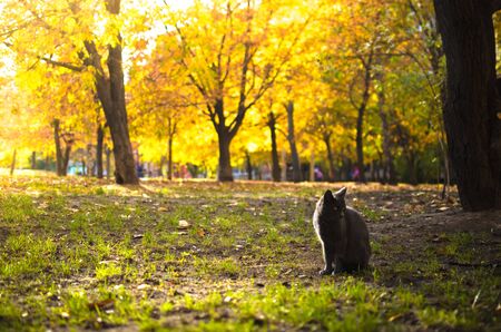 Autumn background with a cat in the foregroundの写真素材