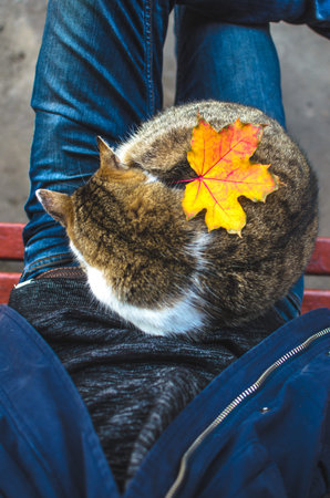 Autumn cat lies on its legs in jeans with a leaf attribute of autumnの写真素材