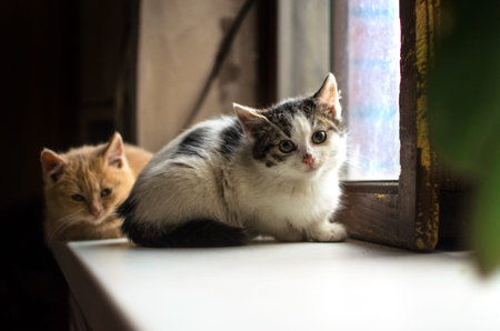 A small modest homeless kitten basks in a cozy house that sheltered him