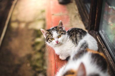 Homeless little fluffy kitten sits on a cold day on a brick windowsill outside the house near his...