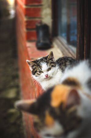 Homeless little fluffy kitten sits on a cold day on a brick windowsill outside the house near his motherの写真素材