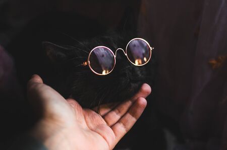Fashionable black cat in pink-purple glasses, fitting and human handの写真素材