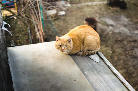 Red frightened stray cat sits on the roof of someone elses house