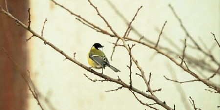 Titmouse sits on a winter branch in cold weather, photo in the form of a banner