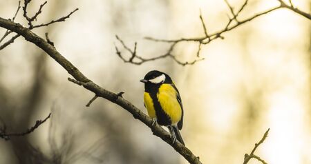 Titmouse sits on a winter branch in cold weather, photo in the form of a bannerの写真素材