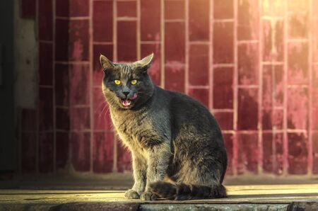 Gray cat near the entrance in the sunshine funny licks his lips, funny meme photoの写真素材