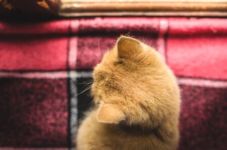 Little red and fluffy kitten sits on a plaid photo from aboveの写真素材