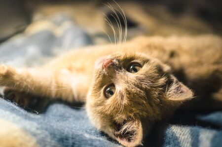 Small red kitten on a soft plaid, a cozy portrait photo at homeの写真素材
