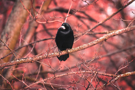 A series of long-focus photos of wild rooks that hunt and get their own food, after which they eat...