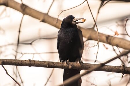A series of long-focus photos of wild rooks that hunt and get their own food, after which they eat it on branches in the forest and near the city. Photos taken in Kharkov, Ukraine. Beautiful backgrounds and photos are suitable for wallpapers or screensavers.の写真素材