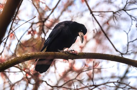 Rook on a branch with his bone-harvested food on a beautiful bright backgroundの写真素材