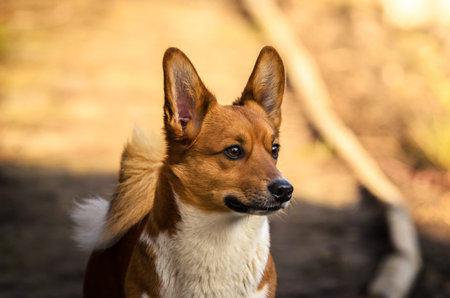 Welsh corgi pembroke on a backyard path, portrait of a cheerful dogの写真素材