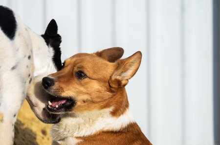 Two dogs play funny and bite, welsh corgi pembroke and basenji in the sand, the sand hit the eye