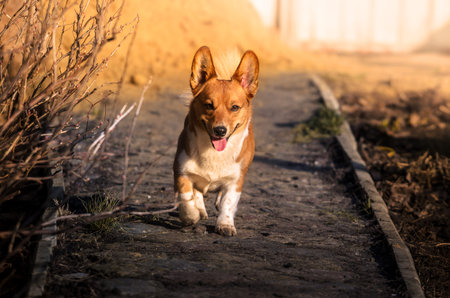 Welsh Corgi Pembroke running along a sunny path in the backyard, full length portrait, funny dogの写真素材