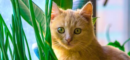 Beautiful and small ginger kitten on the windowsill among the greenery, photo in the form of a banner, blue tonesの写真素材