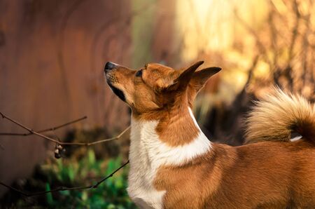 Welsh Corgi Pembroke in the beautiful warm light in the backyardの写真素材