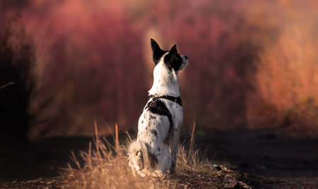 A dog sits in the middle of a country road amid beautiful purple plants, full-length basenji
