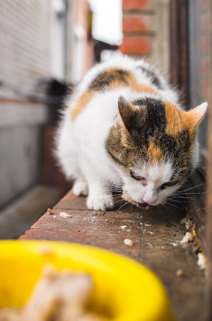 A series of photos of a homeless cat that feeds at a country house. Good hosts feed her. Calico...
