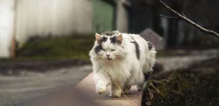 Photo of a stray fluffy cat that is walking, her fur fluttering in the wind