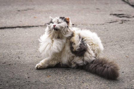 A series of photos with a big and fluffy cat on a windy sunny day in winter but without snow. The...