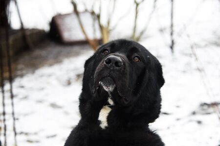 Portrait of an adult black dog Alabai breed on a background of snowの写真素材