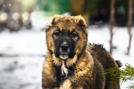 Beautiful portrait of a puppy Alabai dog on a background of snowの写真素材