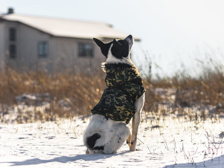 Dog in a vest performs a sit command, basenji, studies