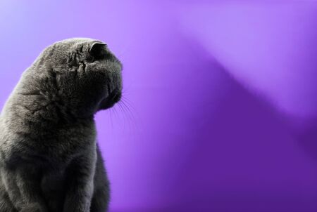 A series of photographs of portraits of a domestic and purebred Scottish fold cat in the studio on bright beautiful and rich fabric backgrounds. Cat emotionsの写真素材