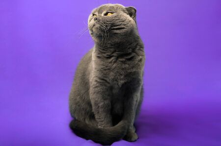 A series of photographs of portraits of a domestic and purebred Scottish fold cat in the studio on bright beautiful and rich fabric backgrounds. Cat emotionsの写真素材