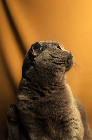 A series of photographs of portraits of a domestic and purebred Scottish fold cat in the studio on bright beautiful and rich fabric backgrounds. Cat emotionsの写真素材